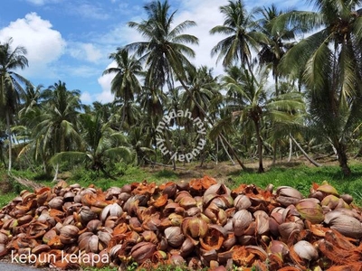 2.1 Acres Freehold Coconut Farm, Api Api Pontian