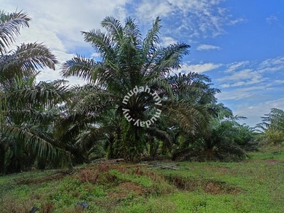(Beside Mainroad) Agriculture Land 8 Acre Tanjung Sedili For Sale