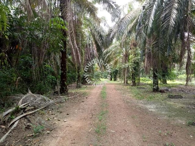 Freehold Palm Oil Land @ Kangkar Ayer Hitam (Mukim Sri Gading)