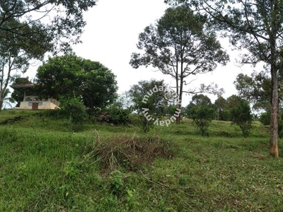 Tanah Dusun Untuk Dijual - Kg Sg Batu, Serdang, Kedah