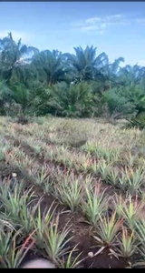 Tanah Kelapa Sawit di Kuala Gula Kuala Kurau,Perak
