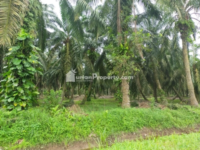 Agriculture Land For Sale at Kamunting