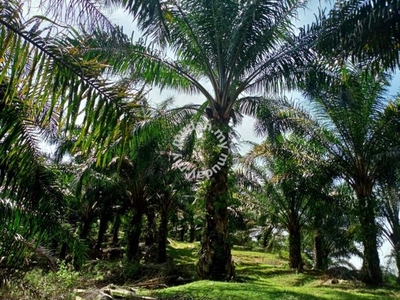 50 acres Palm oil Land at Tapah, Perak