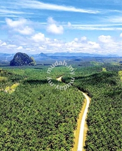 Kelantan Gua Musang 14000 Acres FREEHOLD Palm Oil Land for SALE