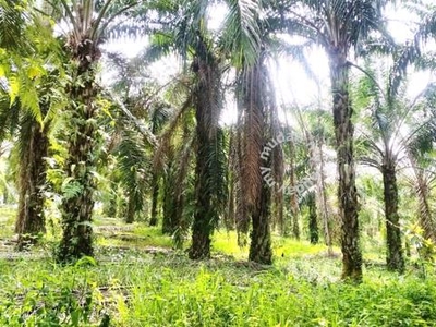 10.7 Acres Oil Palm Durian Sungai Ular Kuala Lipis