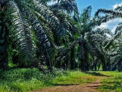 Ladang Bukit Kuin - Fruiting Oil Palm Trees/ MD2 Pineapples