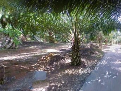 Perak Kuala Kangsar Sungai Siput 961 Acres Palm Oil Land for SALE ‼️