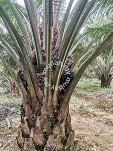 7 Acre, 5 Years Old Palm Oil, Non Bumi, Freehold