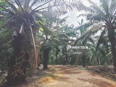Labis 30 acres Oil Palm plantation