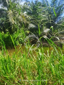 Tanah kelapa sawit 2 ekar Sungai Nipah Sungai Nibong untuk di jual