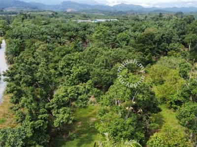 6 Acre Durian Farms for Sale (Good for investment), Bentong, Pahang
