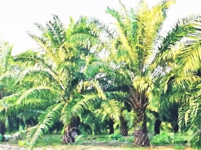 Young Oil Palm Estate in Kuala Pilah 137 Acres, Below Valuation Price
