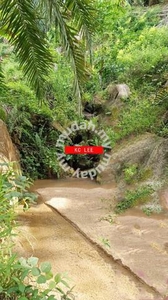 Junjong Mountain 32 acres Palm Trees for sale | Serdan car reachable