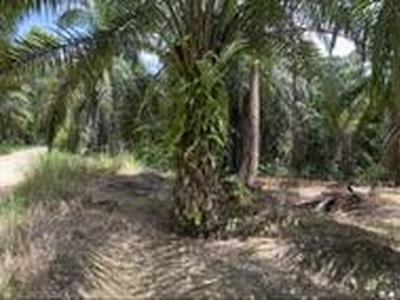 oil palm land at Beluran for sell