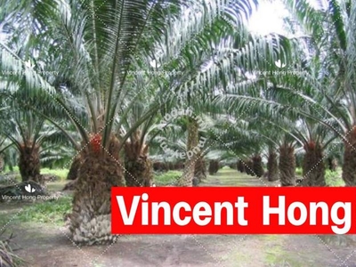Taiping Oil Palm Land 200Acres