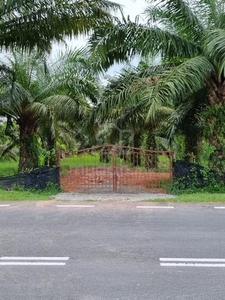 oil palm beside jasin nyalas main road