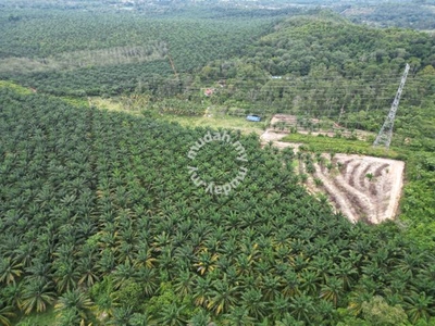 Tanah Kebun Sawit di Mukim Ayer Pa'abas Untuk Dijual