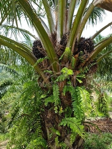 Kudat CL300ACS Oil Palm Plantation