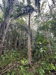 Pokok Kayu Jati