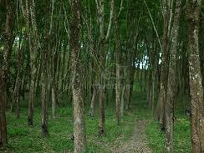 Rubber Tree's Land for Sales in Parit