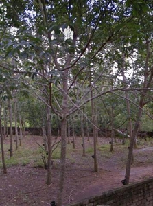 Tanah Kebun Getah Jalan Changlun ke Bukit Kayu Hitam Untuk Dijual