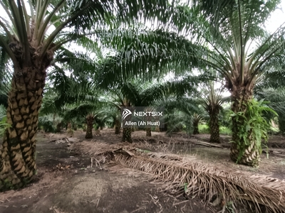 Kukup Oil Palm Land