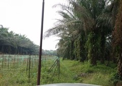 Teluk Intan Land for rent, durian sebatang