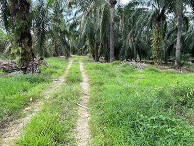 Hutan Melintang ,Sungei Jenderata, Agricultural Land, Freehold