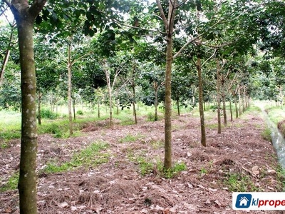 Agricultural Land for sale in Tanah Merah