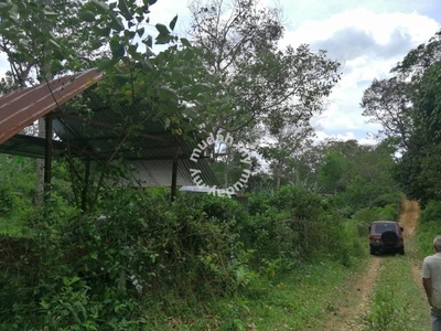 Dusun 0.857 Ekar di Gadong ( Pokok dah Matang + Sebelah Gunung Dato')