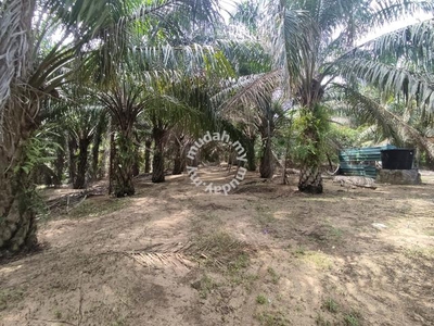 Tanah kelapa sawit berpagar 10 ekar Jalan Kuala Pah Jelebu