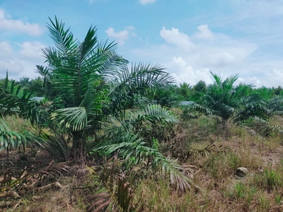 Labis Oil Palm Land