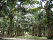 Tanah Kelapa Sawit Untuk Dijual (Oil Palm Land For Sale)
