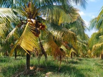 Coconut land for sale near Rompin, Pahang.