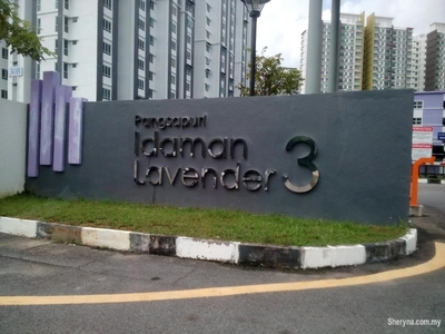 Idaman lavender 3 @Sungai Ara near Golden Triangle