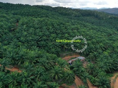 Keningau Ansip (Small Hill) palm oil Land 640acs