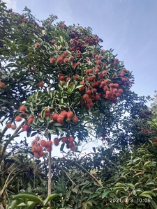 Bentung next to Karak Highway Orchard with Bungalow 6 acres