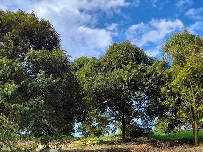 3.5 acres musang orchard at Kg Tras, Raub