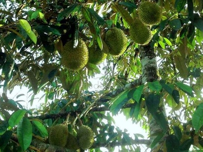 6 acres fruit orchard retreat land at Kg Lengkong, Karak, Pahang