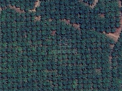 73 Acres/6-7 Year Oil Palm Tree