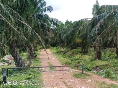 Agriculture Land for Sale in Sungai Lalang