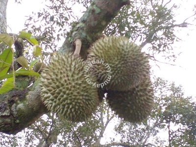 Durian Land @ Melaca Next To UTeM