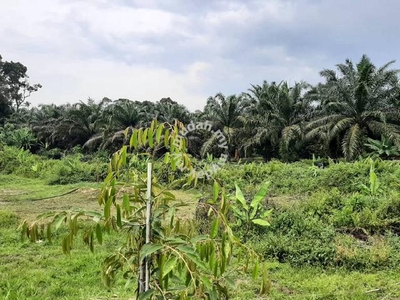 Durian Orchard With Stream For Sale