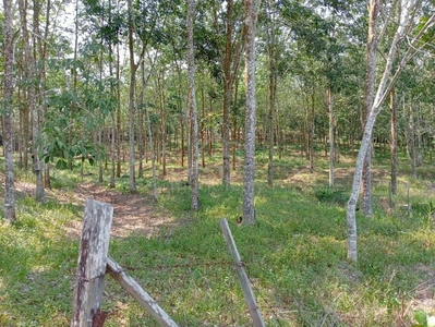 Durian Tunggal ,freehold agriculture land 10.5 acres for sale