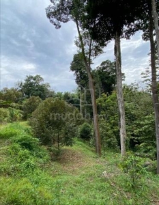 Dusun Durian &Dokong Sudah Berbuah Kg.Temau Dong Raub Pahang