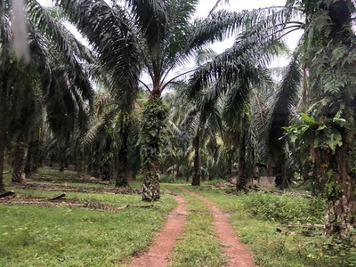 Have Reserve Road ️ Agriculture @ Baling Tawar Kedah Land For Sale