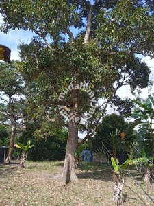 Land For Sale !!! with Fruit trees