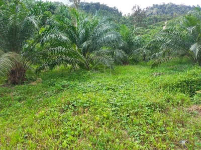 Palm Oil Tree Land For Sale(5acre)