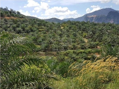 Perak Palm Oil Land Freehold for Sale