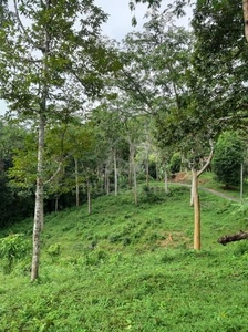 Tanah Dusun Bukit Lembu, Langkawi Segera Untuk Dijual